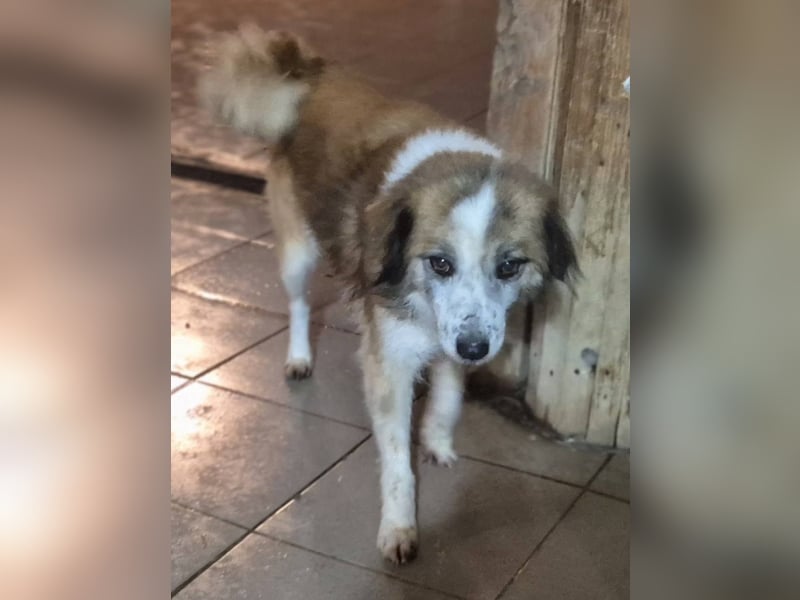 Rüde Chico stellt sich vor!