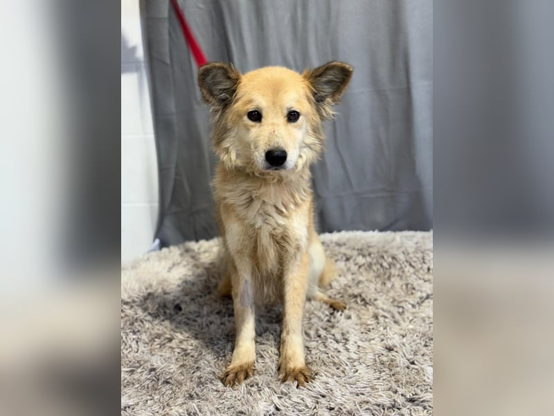 wunderschöne Levendula wartet auf Dich