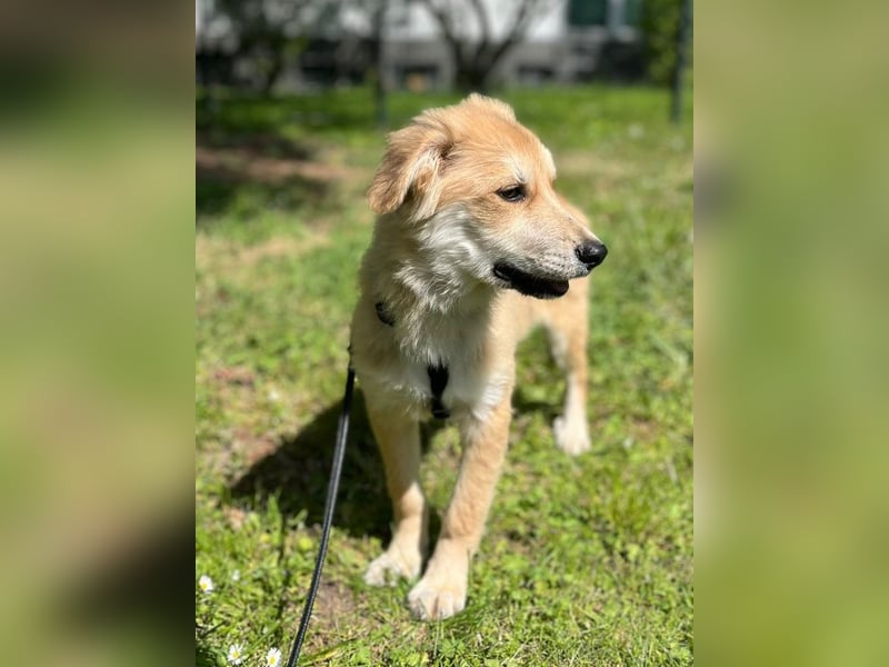 KORBEL, schlauer Schatz, 5 Monate, 41 cm, Mischlingsjunge, Pflegestelle 51503, Tierschutz Rumänien