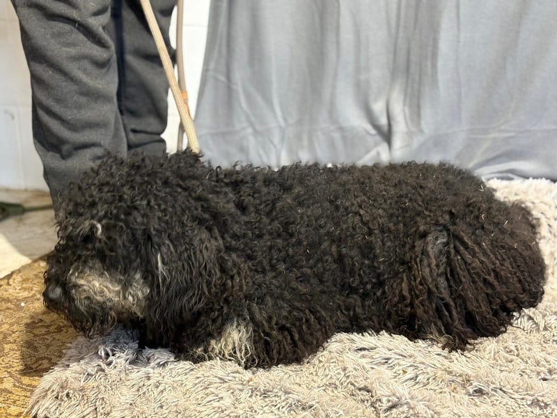 Samu sucht ein liebevolles Zuhause