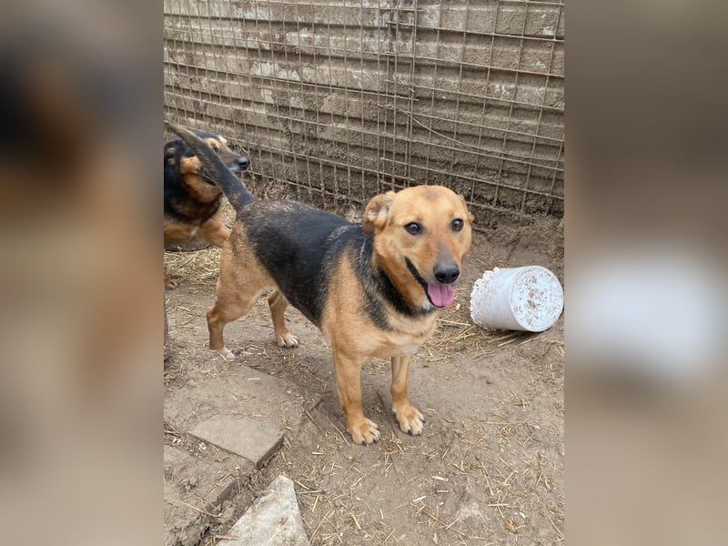 Zengö wartet auf ihr Happy End