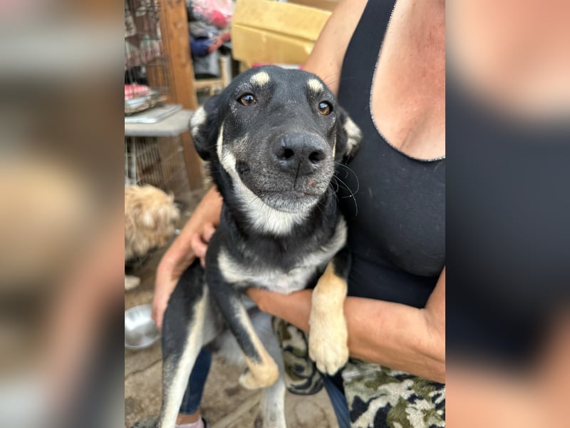 ⭐️ONYA⭐️, Hündin, 3 Jahre, 40 cm, Mischling, Tierschutz