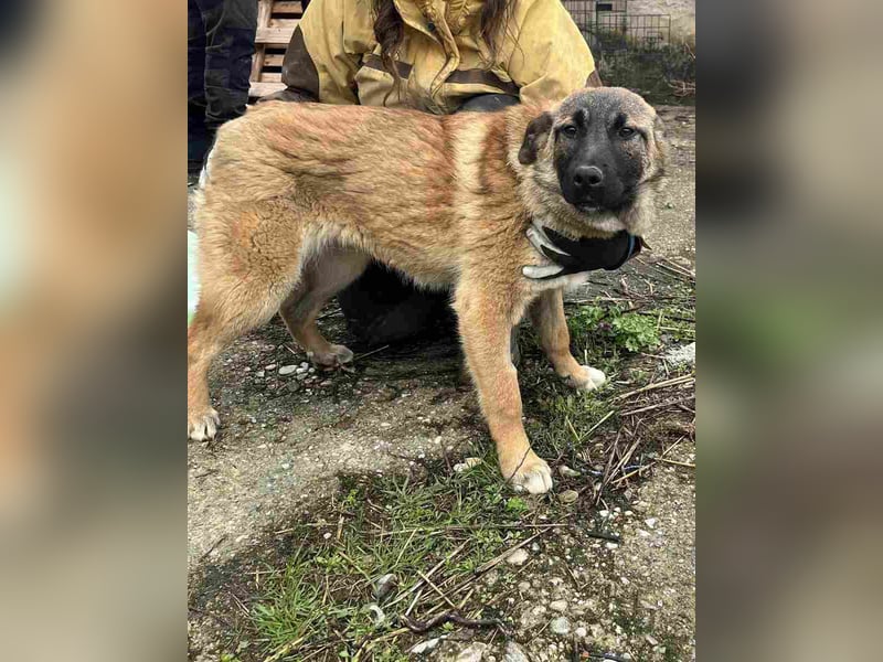 ⭐️TASCHA⭐️, Malinois-Mischling, Hündin, 9 Monate, 50 cm, Mischling, Tierschutz Rumänien