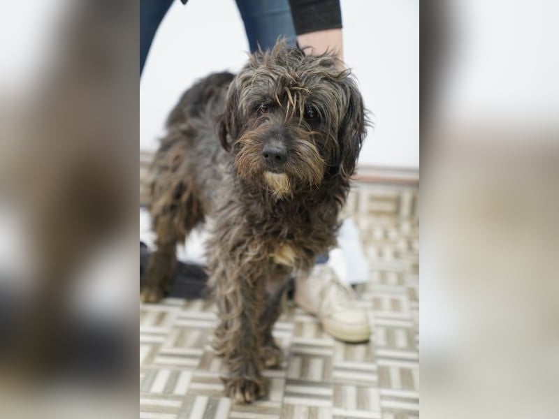 SPARTACUS, wunderbarer Wuschel, Rüde, 9 Monate, 46 cm, Mischling, Tierschutz Rumänien