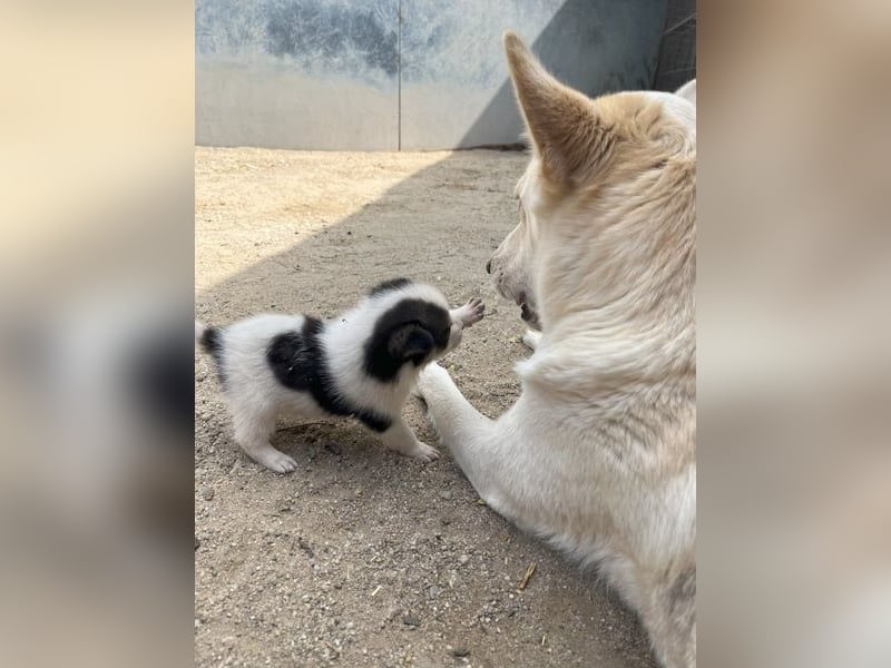 Sorgenfell, *PICCOLO*, 1 Jahr, 45 cm, Mischling, Tierschutz