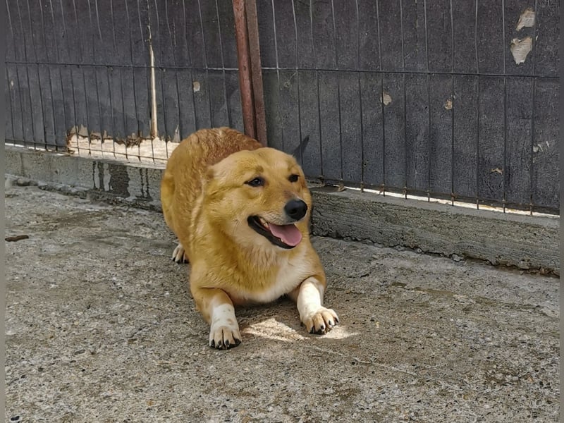 Hier kommt Junghündin Emma