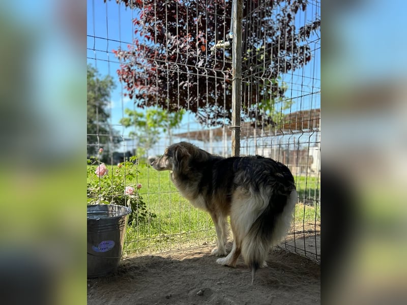 Amber Tierschutzhund sucht ein Zuhause