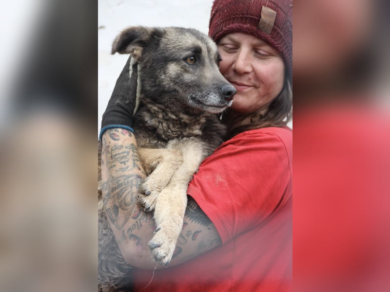 GREY, schöne Hundeseele, 4,5 Jahre, 50 cm, Mischling, Tierschutz Rumänien