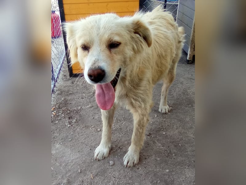 FINCHEN, Herz aus Gold, 5 Jahre, 45 cm, Mischlingshündin, Tierschutz Rumänien