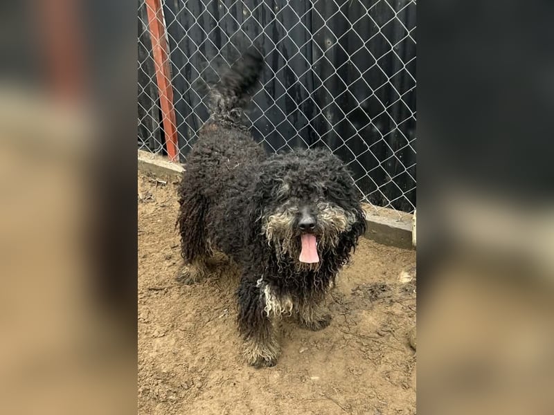 Samu sucht ein liebevolles Zuhause