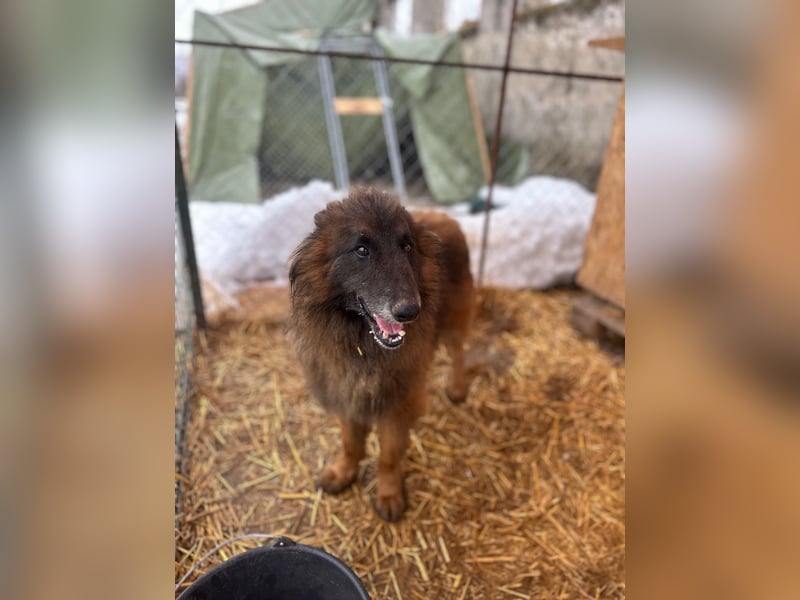 ⭐️Bruno⭐️, Tervueren-Mix, Rüde, ca. 3 Jahre, 42 cm, Mischling, Tierschutz