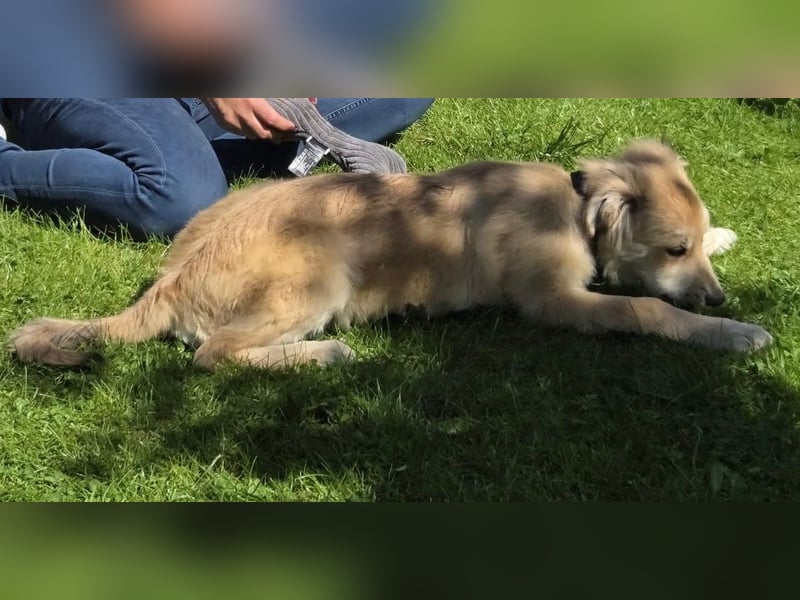 KORBEL, schlauer Schatz, 5 Monate, 41 cm, Mischlingsjunge, Pflegestelle 51503, Tierschutz Rumänien