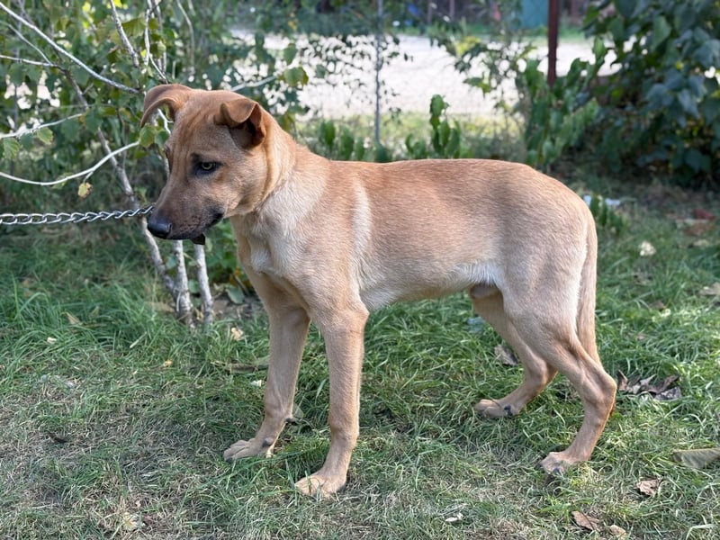 Vitold- Hast du ein warmes Körbchen für mich ?