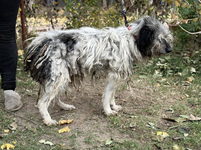 Vileda - dringend Gnadenplatz gesucht!!