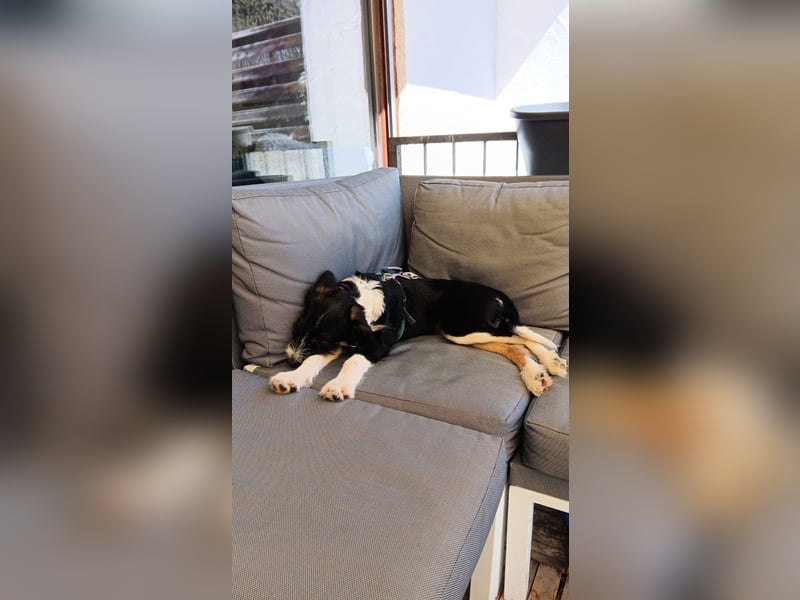 Schlaues Kerlchen Finn - bereits in DE - sucht seine Familie