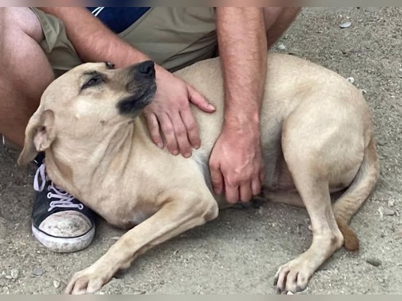 ⭐️MELINA⭐️ Traumhündin, 3,5 Jahre, 48 cm, Mischling, Tierschutz