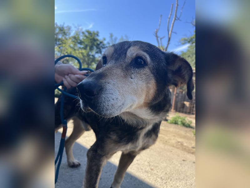 Akela möchte noch einmal Glück und Geborgenheit erleben