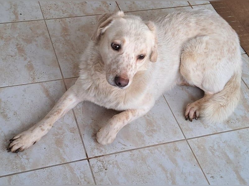 Ralf wartet seit 4 J. auf seine Ausreise aus Rumänien