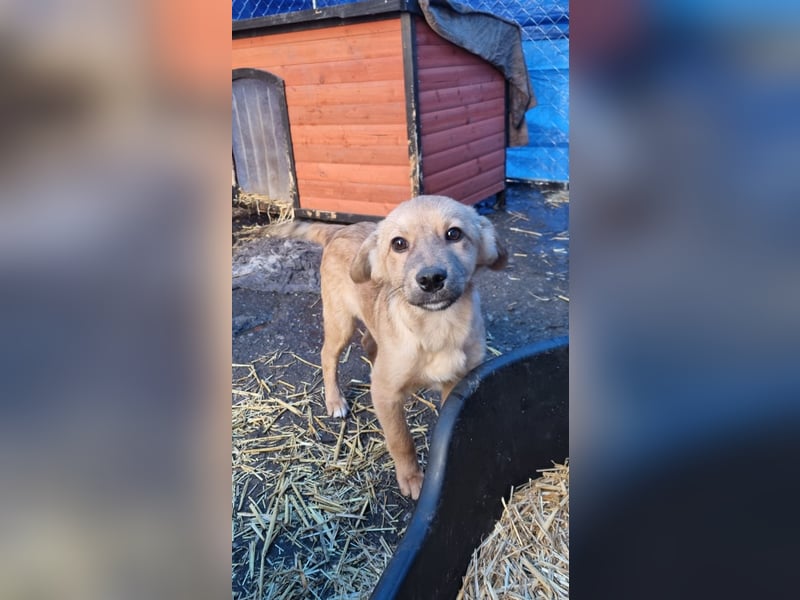 ⭐️Armani⭐️, aufgeweckter Welpe, Rüde, 6 Monate, im Wachstum, Mischling, Tierschutz