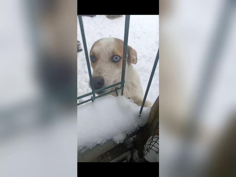 PICCOLO, besonderer Rüde, 1 Jahr, 45 cm, Mischling, Tierschutz