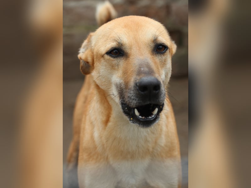 PIRA, sanfte Hündin, 3 Jahre, 46 cm, Mischling, Tierschutz