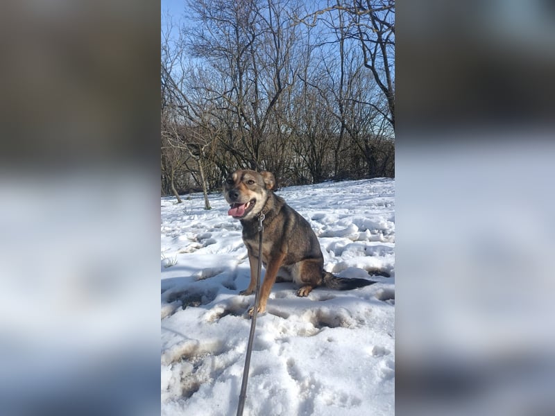 Buffy Tierschutzhund sucht ein Zuhause