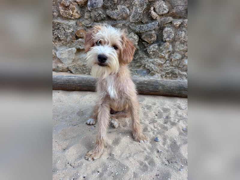 Zauberhafte Fritzi wartet auf unserem Tierschutzhof in Portugal!
