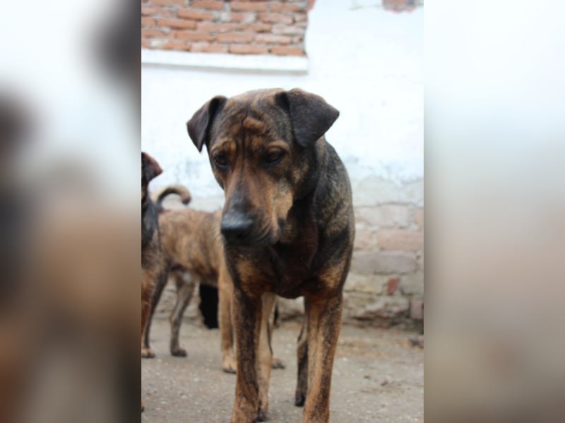 ⭐️ZICO⭐️, besonderes Seelchen, Rüde, 3,5 Jahre, 48 cm, Mischling, Tierschutz Rumänien