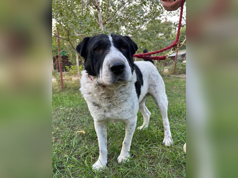 Rabies, ein Traumhund