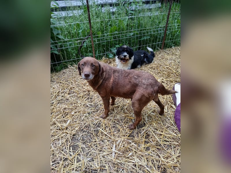 Labrador Hündin Dora möchte Rumänien verlassen