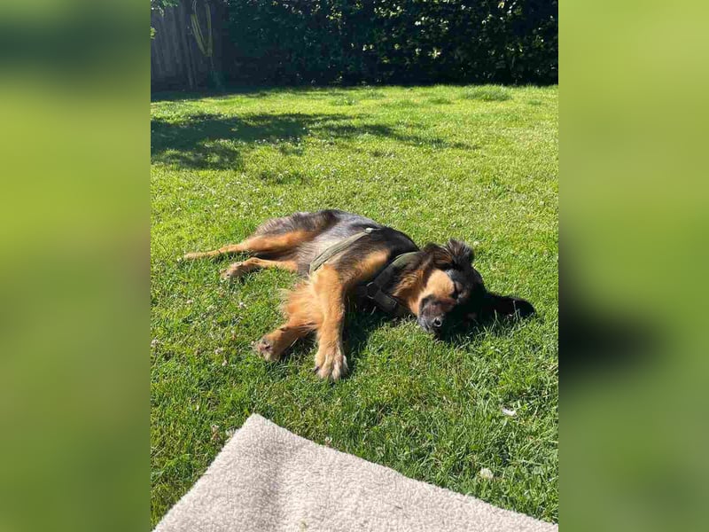 BRYNJA, sensible Angsthündin, 4 Jahre, 42 cm, Mischling, 48301 Nottuln, Tierschutz