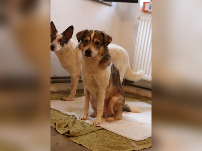 ⭐️TIMENTES⭐️, ganz charmante Hündin, 6 Jahre, 48 cm, Mischling, Tierschutz