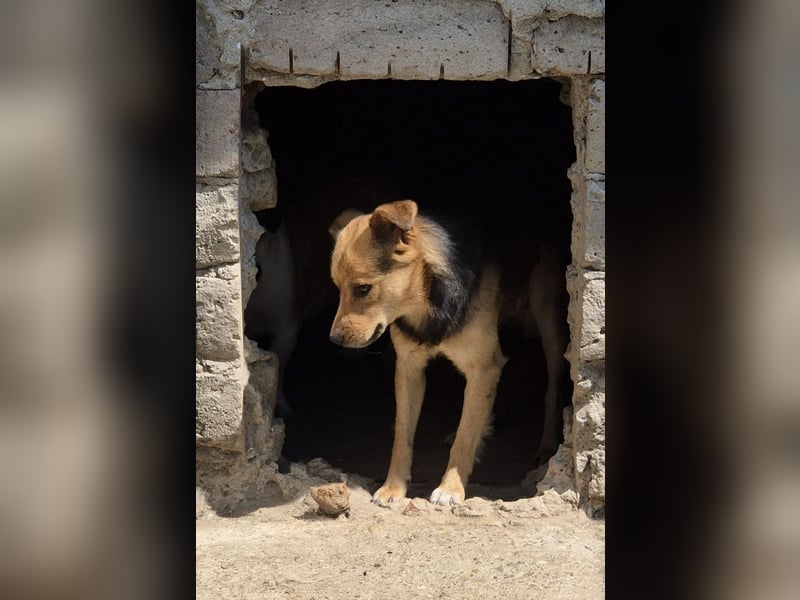 SAGO, Rüde, 2,5 Jahre, 49 cm, Mischling, Tierschutz