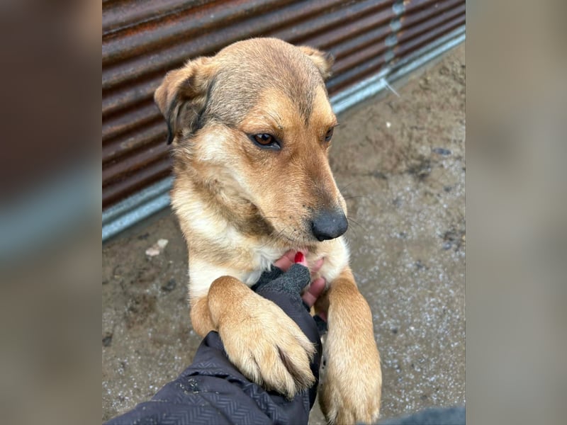 Nimer möchte endlich ankommen