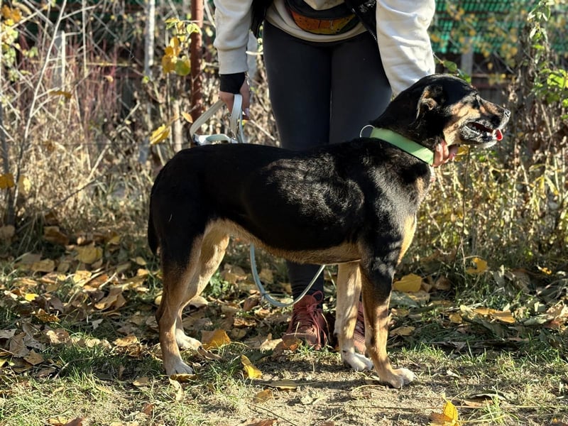 Muntere Hugi sucht ihr Für-Immer-Zuhause