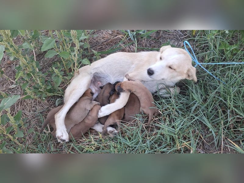 Welpenrüde 890529 sucht sein Körbchen