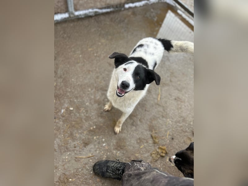 ⭐️SNOOPY⭐️, Spaßvogel und Spielkamerad, Rüde, 1 Jahr, 46cm, Mischling, Tierschutz