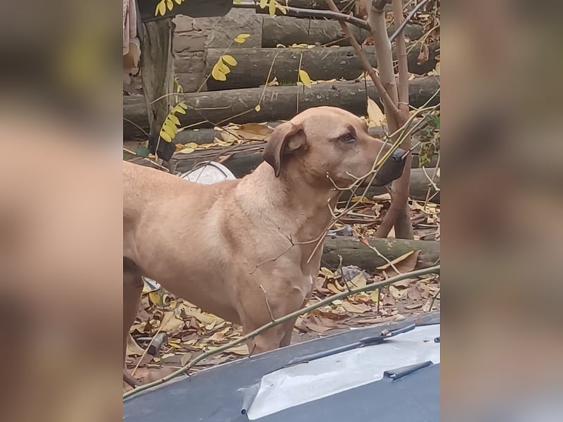 Rocky, lieber Rüde, lebt im Rudel in Rumänien