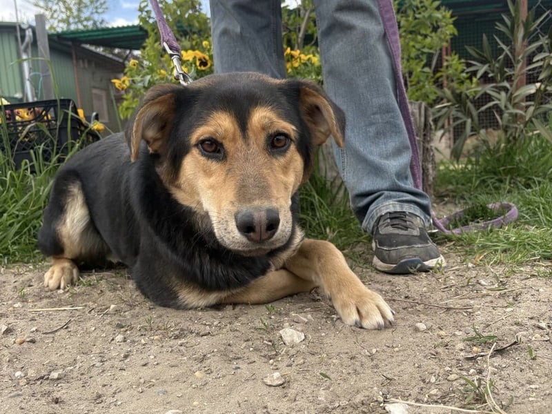 Kerubin - will seine Liebe weitergeben!