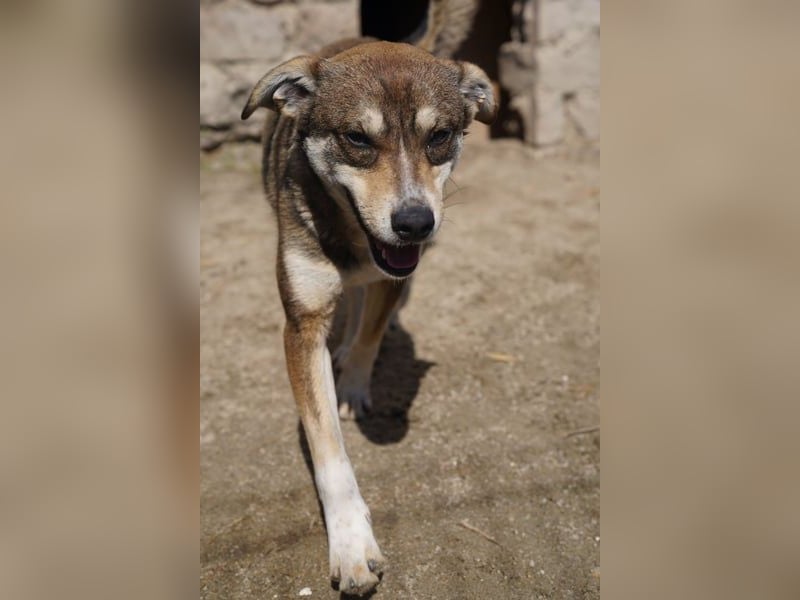 ⭐️ILKER⭐️, Frohnatur, 1 Jahr, 48 cm, Mischling, Tierschutz Rumänien