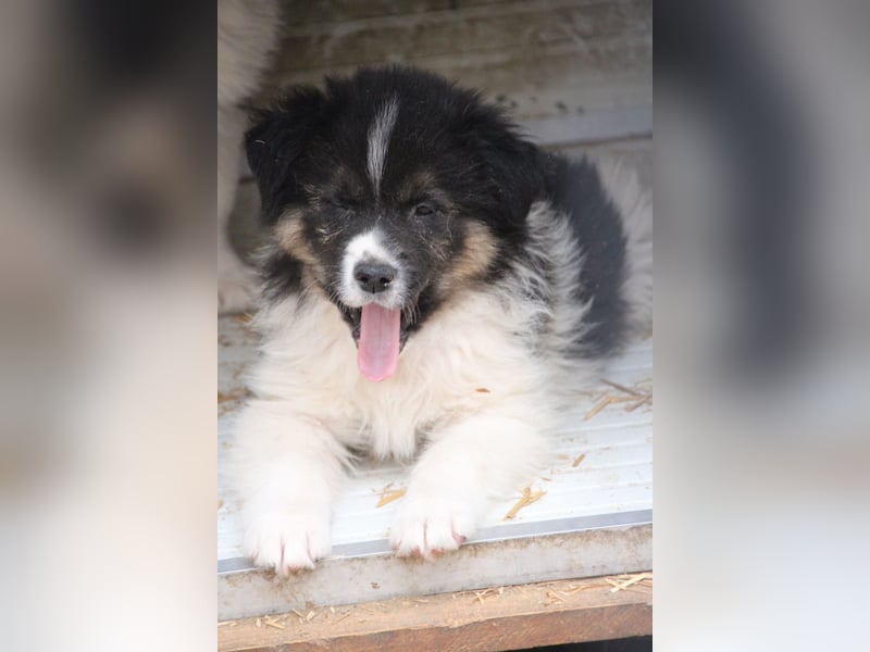 SARINA, Schmuse-Welpin, 3 Monate, 28 cm, Mischlingsmädchen, Tierschutz Rumänien