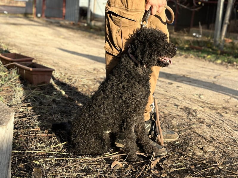Felda - Sucht ihr Zuhause für immer!