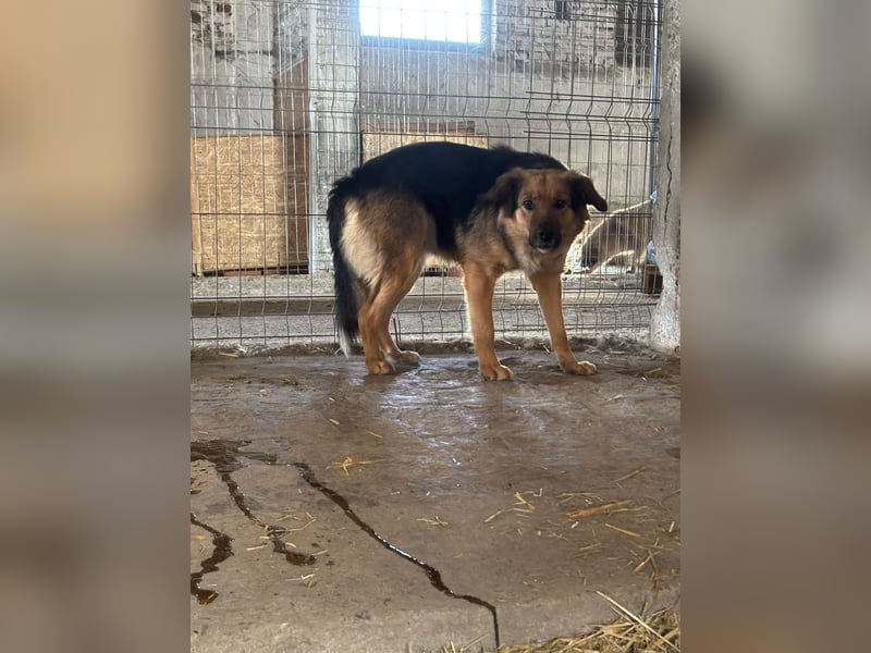 Notfell ⭐️DIANA⭐️, sensible Hündin, 4 Jahre, 46 cm, Mischling, Tierschutz Rumänien