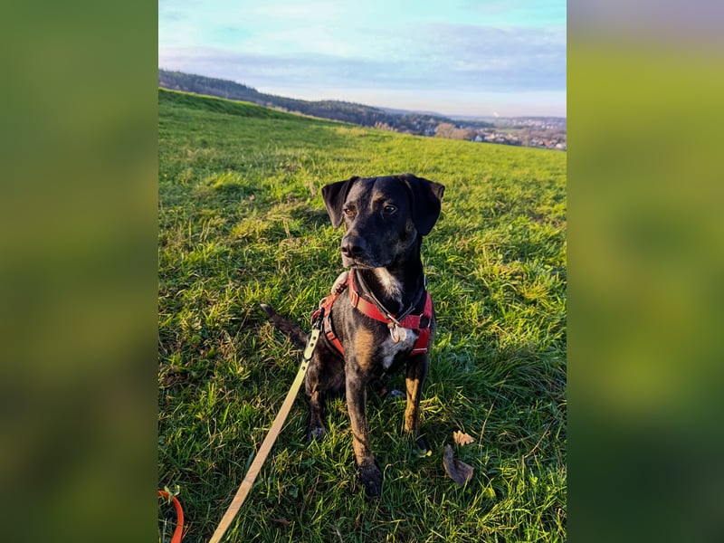 Aktive Pflegehündin Pina wartet in 52385 Nideggen auf ihr Happy End!