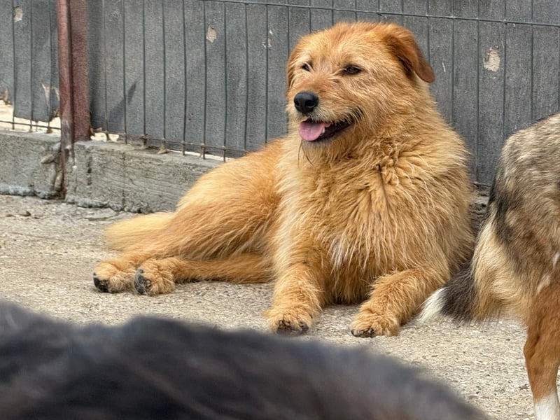 Junghund Balu