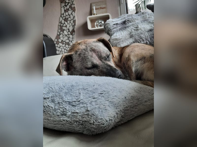 LIV, pure Liebe, 1 Jahr, 40 cm, Mischlingsmädchen, Tierschutz Rumänien, Pflegestelle 46359