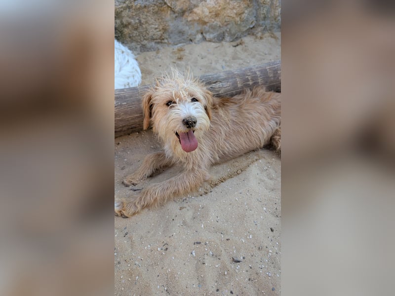 Zauberhafte Fritzi wartet auf unserem Tierschutzhof in Portugal!