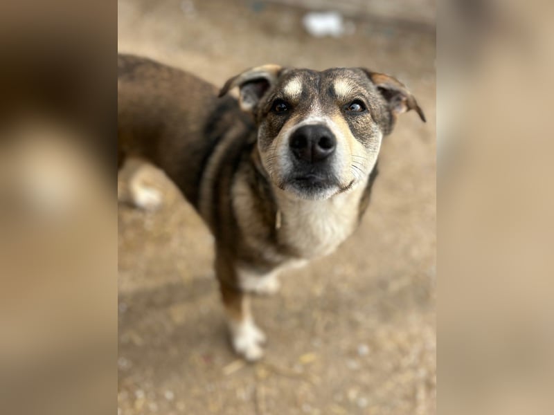 ⭐️ILKER⭐️, Rüde, 1 Jahr, 48 cm, Mischling, Tierschutz