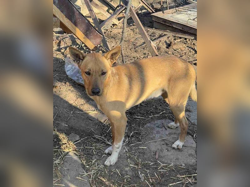 ⭐️PIRI⭐️, Rüde, 3 Jahre, 46 cm, Mischling, Tierschutz