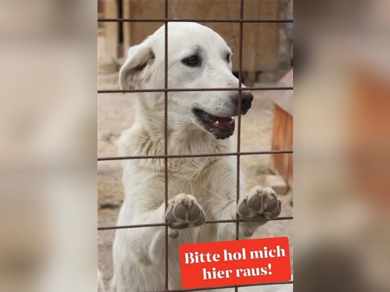 LOLA 2 vermisst ihre Schwester so sehr und möchte Rumänien ganz schnell verlassen